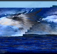 Whale Watching Cruise from Redcliffe Brisbane or the Sunshine Coast - Holiday Great Ocean Road
