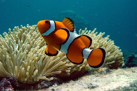 Cairns Reef And Rainforest Combo: Daintree Rainforest And The Great Barrier Reef - Holiday Great Ocean Road 1