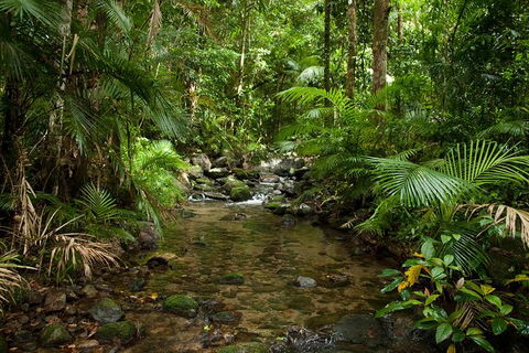 Cairns Reef And Rainforest Combo: Daintree Rainforest And The Great Barrier Reef - Holiday Great Ocean Road 7