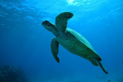 Great Barrier Reef Dive And Snorkel Cruise From Mission Beach - Holiday Great Ocean Road 7