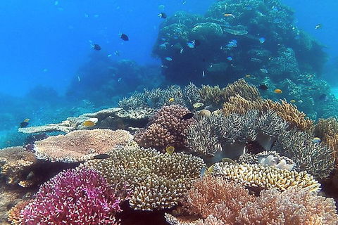 Great Barrier Reef Dive And Snorkel Cruise From Mission Beach - Holiday Great Ocean Road 4