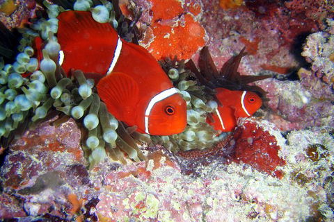 Great Barrier Reef Dive And Snorkel Cruise From Mission Beach - Holiday Great Ocean Road 6