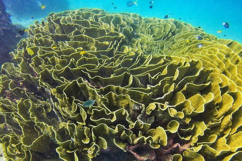 Great Barrier Reef Dive And Snorkel Cruise From Mission Beach - Holiday Great Ocean Road 5