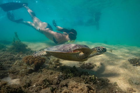 Half Day Low Isles Snorkelling Tour From Port Douglas - Holiday Great Ocean Road 6
