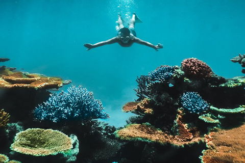 Great Barrier Reef Cruise From Townsville Or Magnetic Island - Holiday Great Ocean Road 11