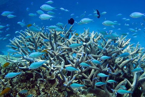 Great Barrier Reef Cruise From Townsville Or Magnetic Island - Holiday Great Ocean Road 14