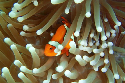 Great Barrier Reef Cruise From Townsville Or Magnetic Island - Holiday Great Ocean Road 9