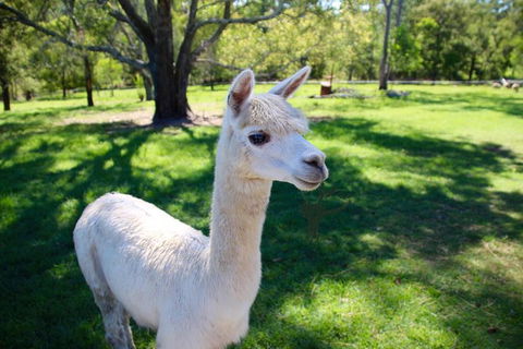 Half Day Animal Tour - Holiday Great Ocean Road 0