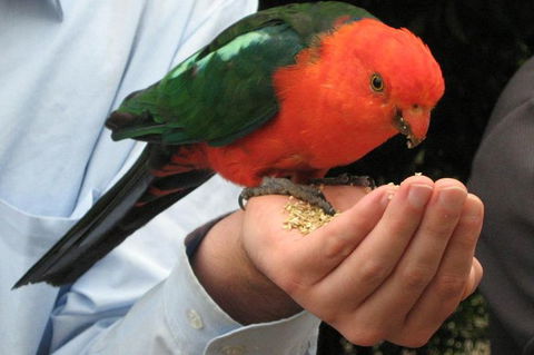O'Reilly's Lamington National Park And Treetop Canopy Tour - Holiday Great Ocean Road 1