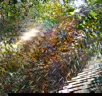 O'Reilly's Lamington National Park and Treetop Canopy Tour - Holiday Great Ocean Road