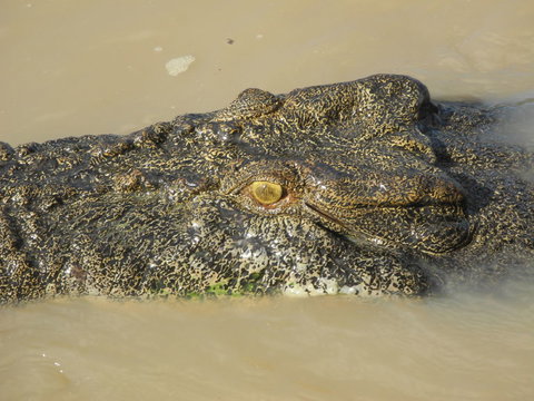 Darwin Jumping Crocodiles Cruise On Adelaide River - Holiday Great Ocean Road 4