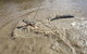 Darwin Jumping Crocodiles Cruise On Adelaide River - thumb 8