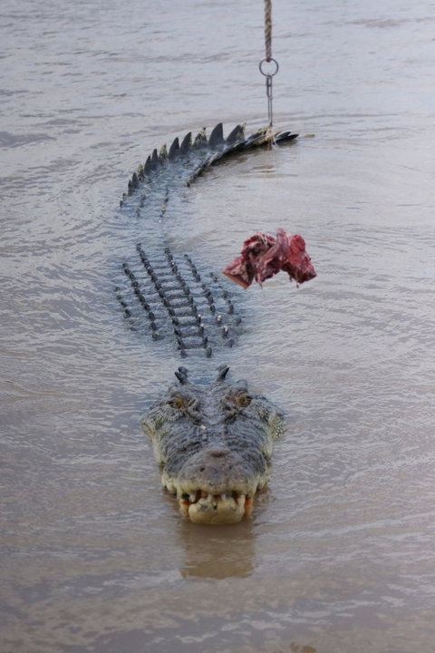 Darwin Jumping Crocodiles Cruise On Adelaide River - Holiday Great Ocean Road 7