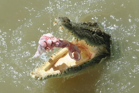 Darwin Jumping Crocodiles Cruise On Adelaide River - Holiday Great Ocean Road 0