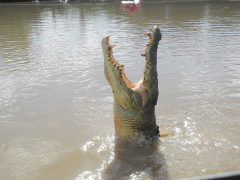 Darwin Jumping Crocodiles Cruise On Adelaide River - Holiday Great Ocean Road 5