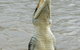 Darwin Jumping Crocodiles Cruise On Adelaide River - thumb 6