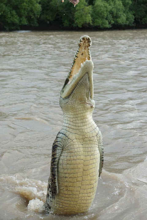 Darwin Jumping Crocodiles Cruise On Adelaide River - Holiday Great Ocean Road 6