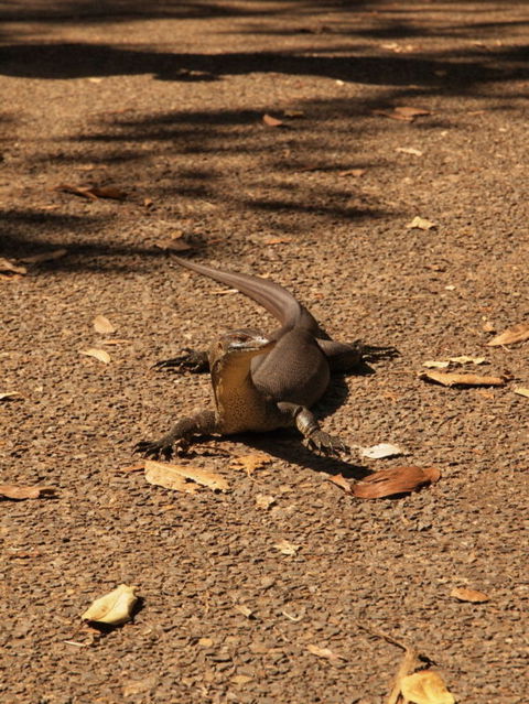 Katherine Day Tour From Darwin Including Katherine Gorge Cruise - Holiday Great Ocean Road 9