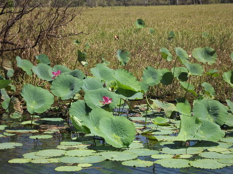 Katherine Day Tour From Darwin Including Katherine Gorge Cruise - Holiday Great Ocean Road 15