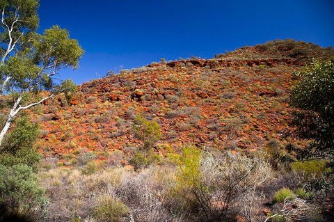 Palm Valley 4WD Tour From Alice Springs - Holiday Great Ocean Road 7