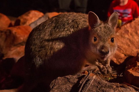 Alice Springs Desert Park Nocturnal Tour - Holiday Great Ocean Road 2