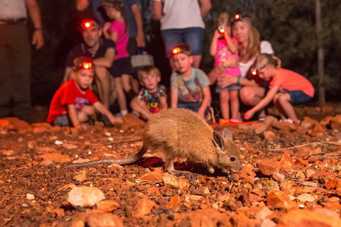 Alice Springs Desert Park Nocturnal Tour - Holiday Great Ocean Road 7