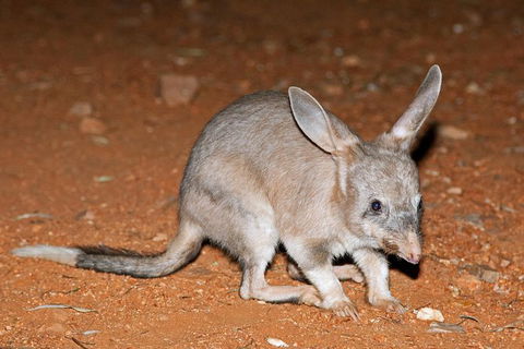 Alice Springs Desert Park Nocturnal Tour - Holiday Great Ocean Road 4