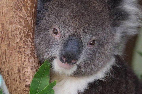 All Inclusive Blue Mountains Small-Group Day Trip From Sydney - Holiday Great Ocean Road 1
