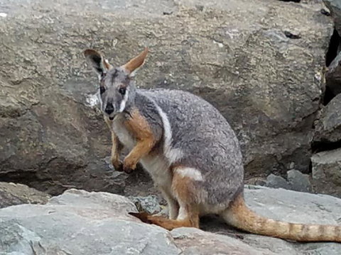 All Inclusive Blue Mountains Small-Group Day Trip From Sydney - Holiday Great Ocean Road 4