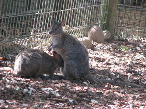 All Inclusive Blue Mountains Small-Group Day Trip From Sydney - Holiday Great Ocean Road 19