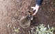 All Inclusive Blue Mountains Small-Group Day Trip From Sydney - thumb 21