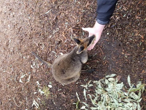 All Inclusive Blue Mountains Small-Group Day Trip From Sydney - Holiday Great Ocean Road 21