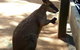 All Inclusive Blue Mountains Small-Group Day Trip From Sydney - thumb 25