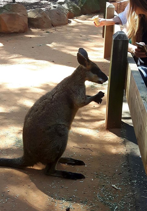 All Inclusive Blue Mountains Small-Group Day Trip From Sydney - Holiday Great Ocean Road 25