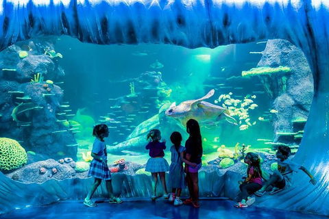SEA LIFE Sydney Aquarium Entrance Ticket - Holiday Great Ocean Road 0