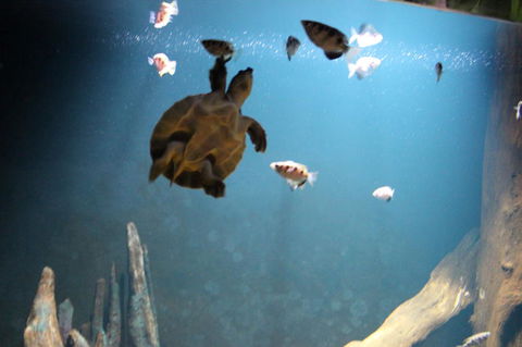 SEA LIFE Sydney Aquarium Entrance Ticket - Holiday Great Ocean Road 4