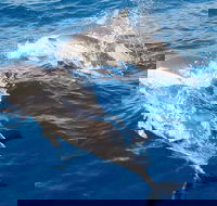 Port Stephens Day Tour From Sydney Including 4WD Sandboarding and Dolphins - Holiday Great Ocean Road
