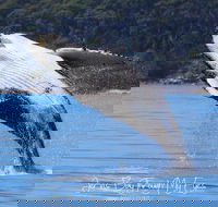 Whale Watching Jervis Bay - Holiday Great Ocean Road