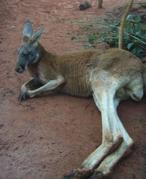 WILD LIFE Sydney Entrance Ticket - Holiday Great Ocean Road 13