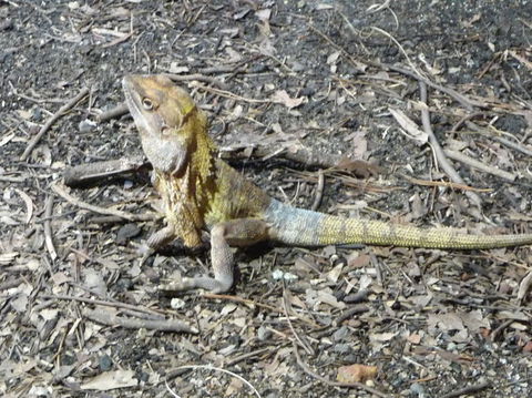 WILD LIFE Sydney Entrance Ticket - Holiday Great Ocean Road 9