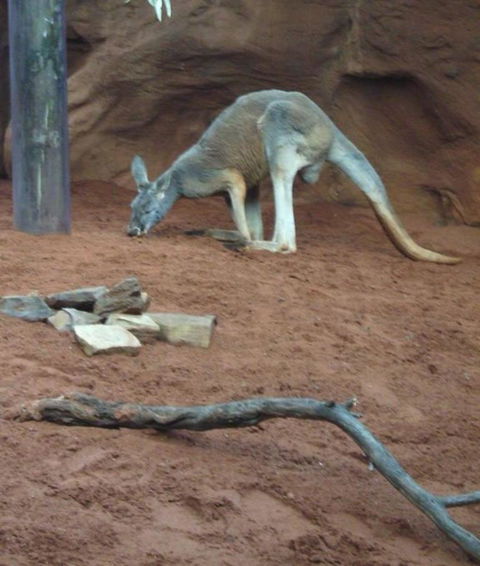 WILD LIFE Sydney Entrance Ticket - Holiday Great Ocean Road 14