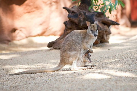 WILD LIFE Sydney Entrance Ticket - Holiday Great Ocean Road 21