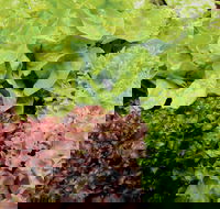 Apple Tree Creek - Holiday Great Ocean Road