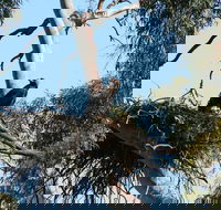 Castle Creek Reserve