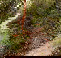 Great North walk - Brisbane Water National Park - Holiday Great Ocean Road