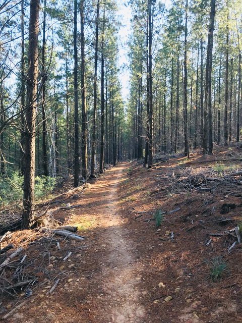 Mountain Bike Trails Tumbarumba - Holiday Great Ocean Road 1