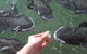 Aquascene - thumb 1