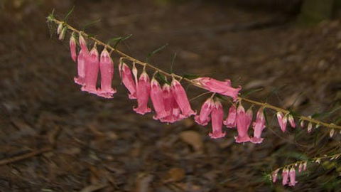 Belgrave - Holiday Great Ocean Road 0