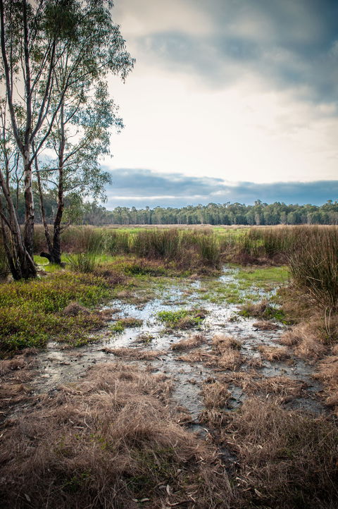 Gemmill Swamp Wildlife Reserve - Holiday Great Ocean Road 2