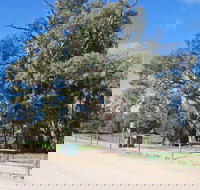 Giant Gum Tree - Holiday Great Ocean Road